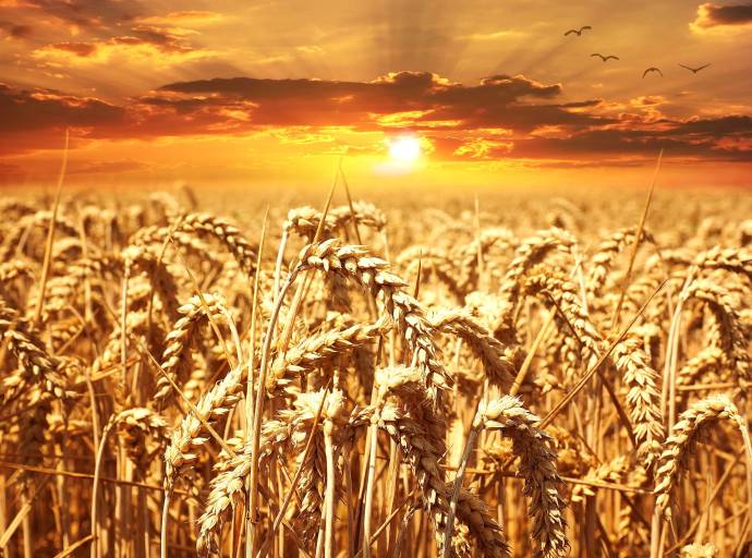 Cambiamenti. Trasloco d’anima: quando i rinnovamenti profumano di spighe di grano dorato